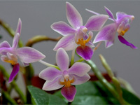 Phalaenopsis equestris