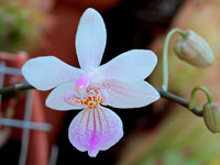 Phalaenopsis lindenii