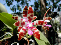 Phalaenopsis lueddemanniana