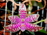 Phalaenopsis lueddemanniana