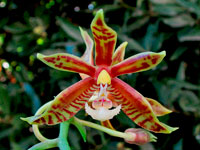 Phalaenopsis mannii