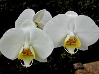 Phalaenopsis philippinensis