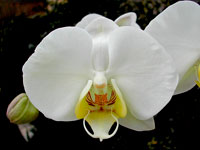 Phalaenopsis philippinensis