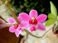 Phalaenopsis pulcherrima