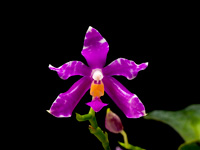 Phalaenopsis pulchra