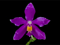 Phalaenopsis pulchra