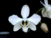 Phalaenopsis sanderiana