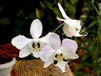 Phalaenopsis sanderiana