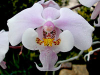 Phalaenopsis schilleriana