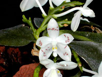 Phalaenopsis speciosa