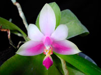 Phalaenopsis violacea