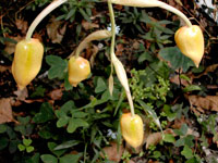 Stanhopea graveolens