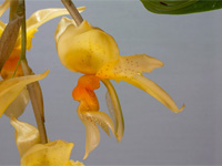 Stanhopea graveolens