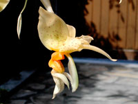 Stanhopea graveolens