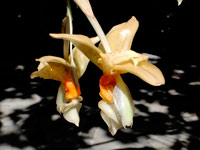 Stanhopea graveolens