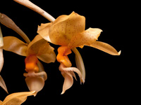 Stanhopea graveolens