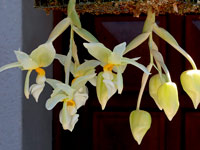 Stanhopea ruckeri