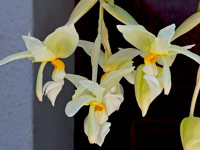 Stanhopea ruckeri