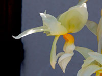 Stanhopea ruckeri