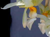 Stanhopea ruckeri