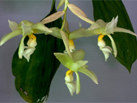 Stanhopea ruckeri