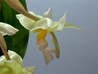 Stanhopea ruckeri