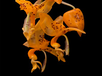 Stanhopea jenishiana