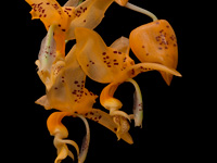 Stanhopea jenishiana