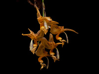 Stanhopea jenishiana