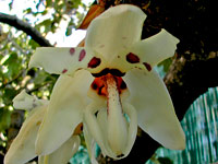 Stanhopea martiana