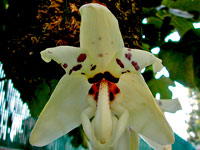 Stanhopea martiana