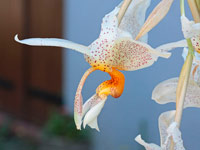 Stanhopea saccata x oculata