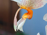 Stanhopea saccata x oculata