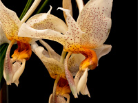 Stanhopea saccata x oculata