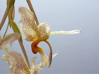 Stanhopea saccata x oculata