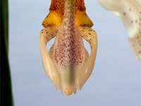 Stanhopea saccata x oculata