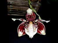 Stanhopea tigrina