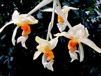 Stanhopea wardii