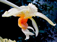 Stanhopea wardii