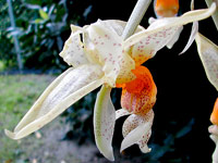 Stanhopea wardii