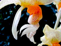 Stanhopea wardii