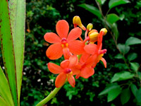 Ascocentrum curvifolium