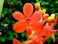 Ascocentrum curvifolium