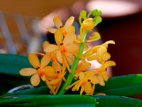 Ascocentrum garayi