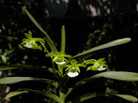 Christensonia vietnamica