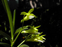 Christensonia vietnamica