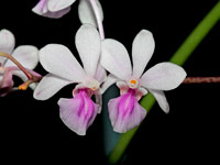 Holcoglossum amesianum