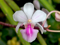 Holcoglossum amesianum