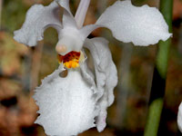 Holcoglossum subulifolium