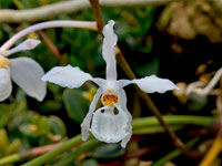 Holcoglossum subulifolium